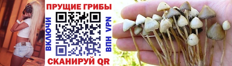 Псилоцибиновые грибы прущие грибы  ОМГ ОМГ рабочий сайт  Тотьма 